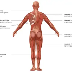 Anatomia człowieka: widok z tyłu na mięśnie, w tym mięsień naramienny, najszerszy grzbietu, pośladkowy wielki i dwugłowy uda.