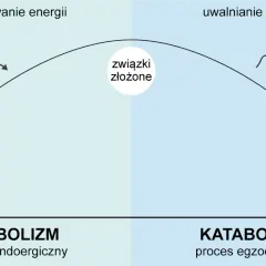 Diagram przedstawia anabolizm (kumulowanie energii, proste związki tworzą złożone) i katabolizm (uwalnianie energii, złożone związki rozpadają się na proste).