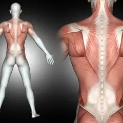 Anatomical view of the human back, showing detailed musculature. Widely spread muscles of the back are visible, emphasizing their structure and connection to the spine.
