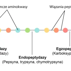 Schemat pokazuje działanie enzymów trawiących białka: egzo- i endopeptydaz, rozkładających łańcuch aminokwasów.