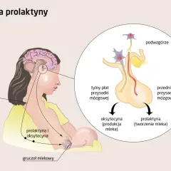 Ilustracja pokazuje, jak podwzgórze i przysadka mózgowa wpływają na produkcję prolaktyny i oksytocyny, kluczowych dla tworzenia i produkcji mleka. Zrozumienie tego mechanizmu jest pierwszym krokiem, jak obniżyć prolaktynę.