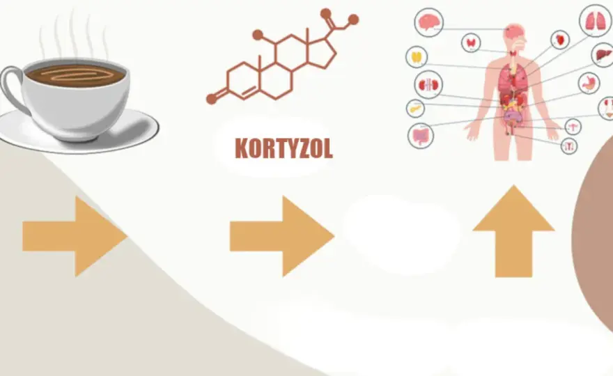 Czy kawa podnosi kortyzol? Kiedy pomaga, a kiedy szkodzi