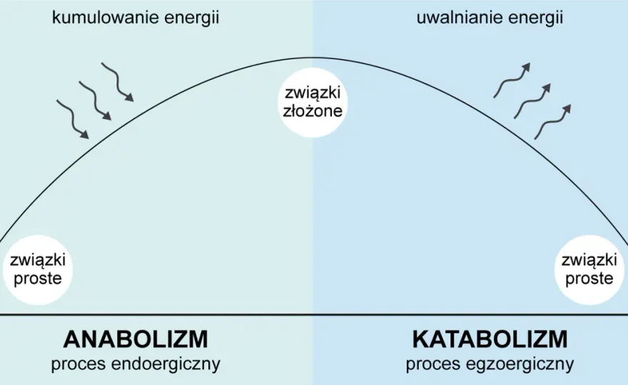 Katabolizm a anabolizm - jak uniknąć błędów i budować mięśnie?