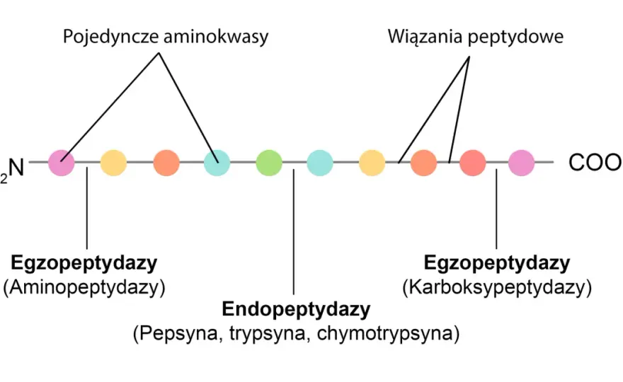 Enzymy trawiące białka - jak przebiega trawienie krok po kroku?