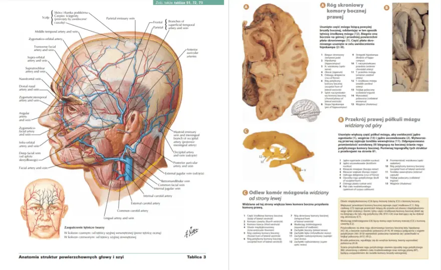 Anatomia człowieka po polsku - jak wybrać najlepsze materiały?