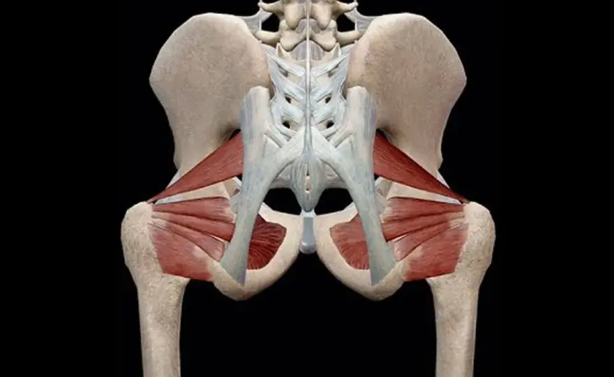 Anatomia funkcjonalna Kapandjiego - dlaczego warto do niej wracać