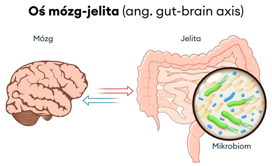 IBS bez chaosu - jak rozpoznać i uspokoić jelita