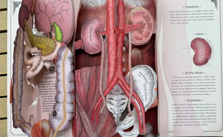 Układ anatomiczny człowieka - mapa ciała, którą warto znać