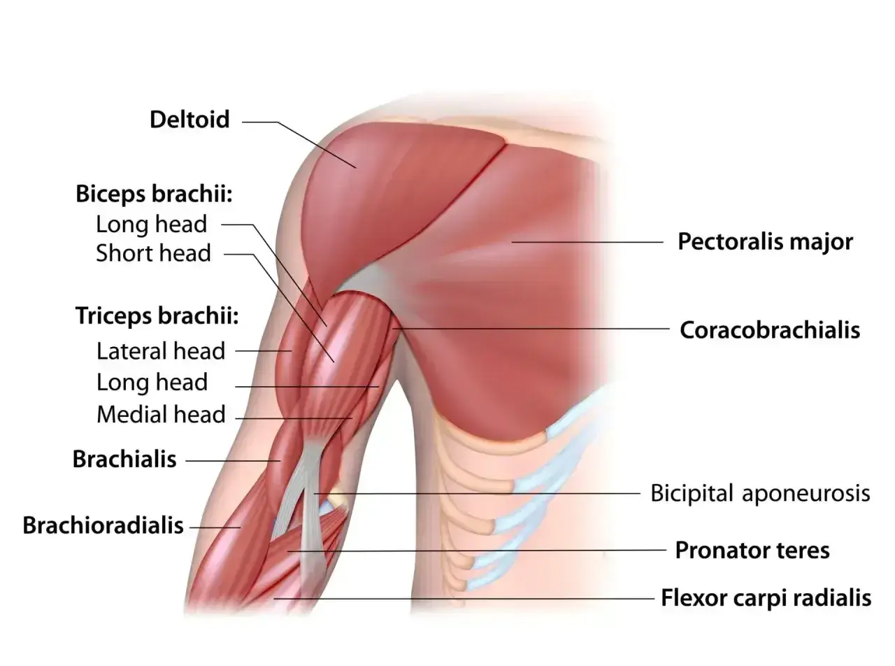 Mięśnie pracujące przy pompkach: klatka piersiowa (pectoralis major), triceps, biceps, bark (deltoid) i przedramię.