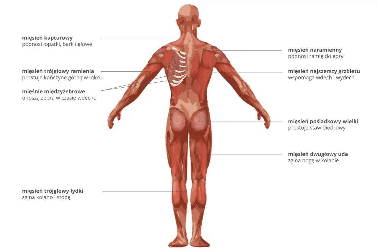 Anatomia człowieka: widok z tyłu na mięśnie, w tym mięsień naramienny, najszerszy grzbietu, pośladkowy wielki i dwugłowy uda.
