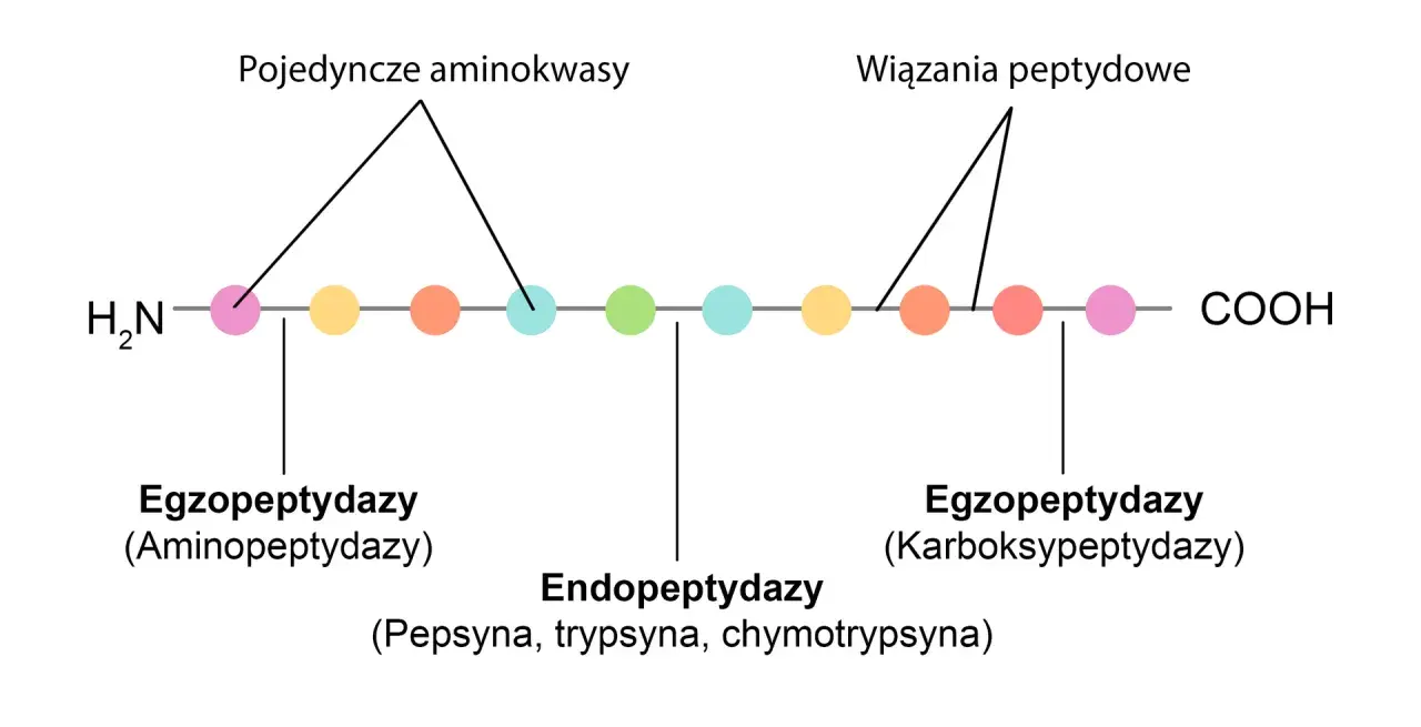 Schemat pokazuje działanie enzymów trawiących białka: egzo- i endopeptydaz, rozkładających łańcuch aminokwasów.