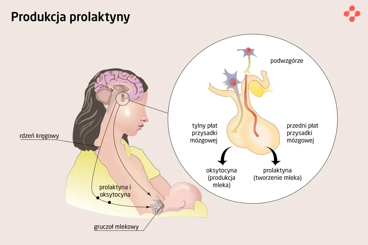 Ilustracja pokazuje, jak podwzgórze i przysadka mózgowa wpływają na produkcję prolaktyny i oksytocyny, kluczowych dla tworzenia i produkcji mleka. Zrozumienie tego mechanizmu jest pierwszym krokiem, jak obniżyć prolaktynę.