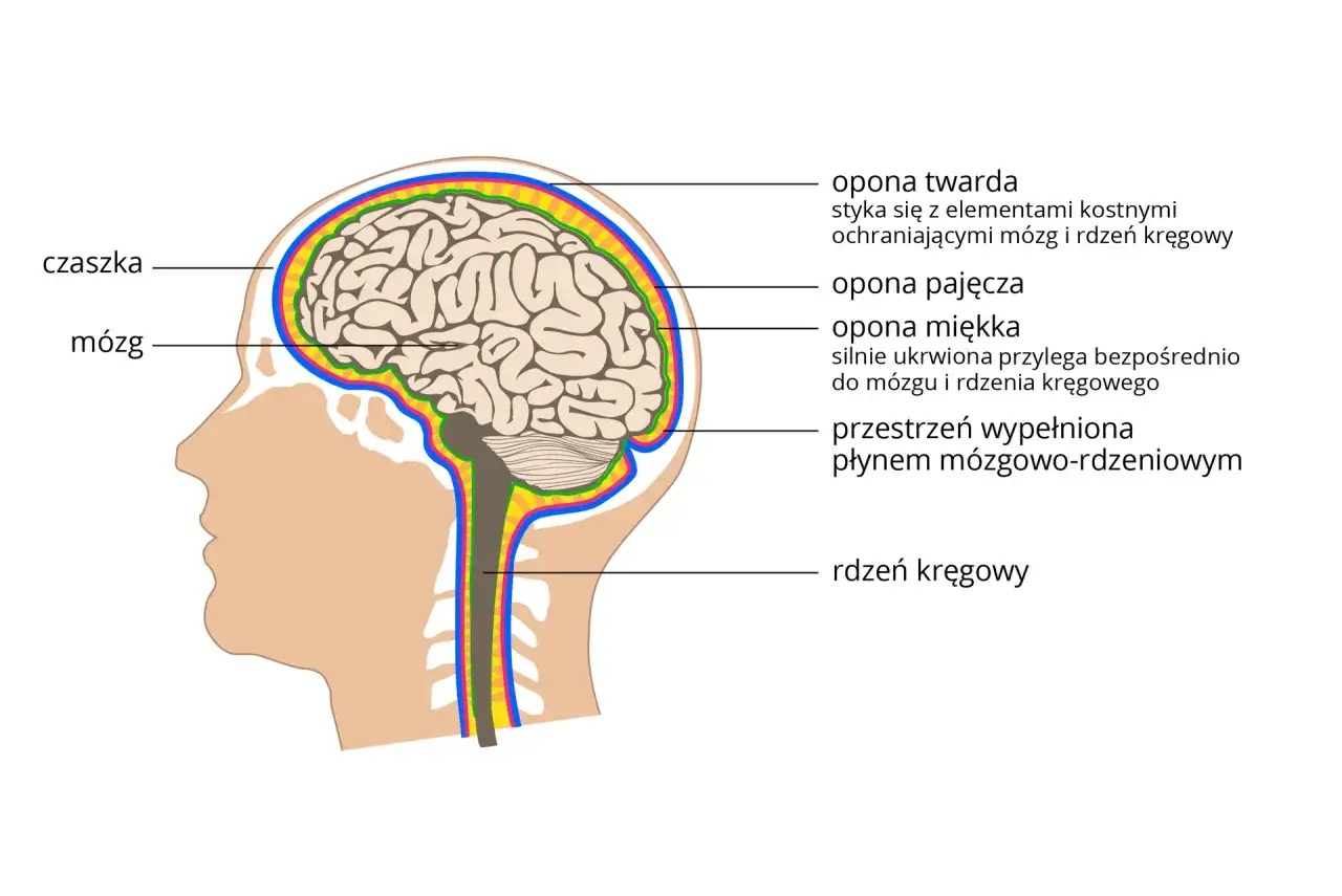 Przekrój ludzkiej głowy z mózgiem, oponami i rdzeniem kręgowym. Czy mózg jest mięśniem? Nie, to złożony organ.