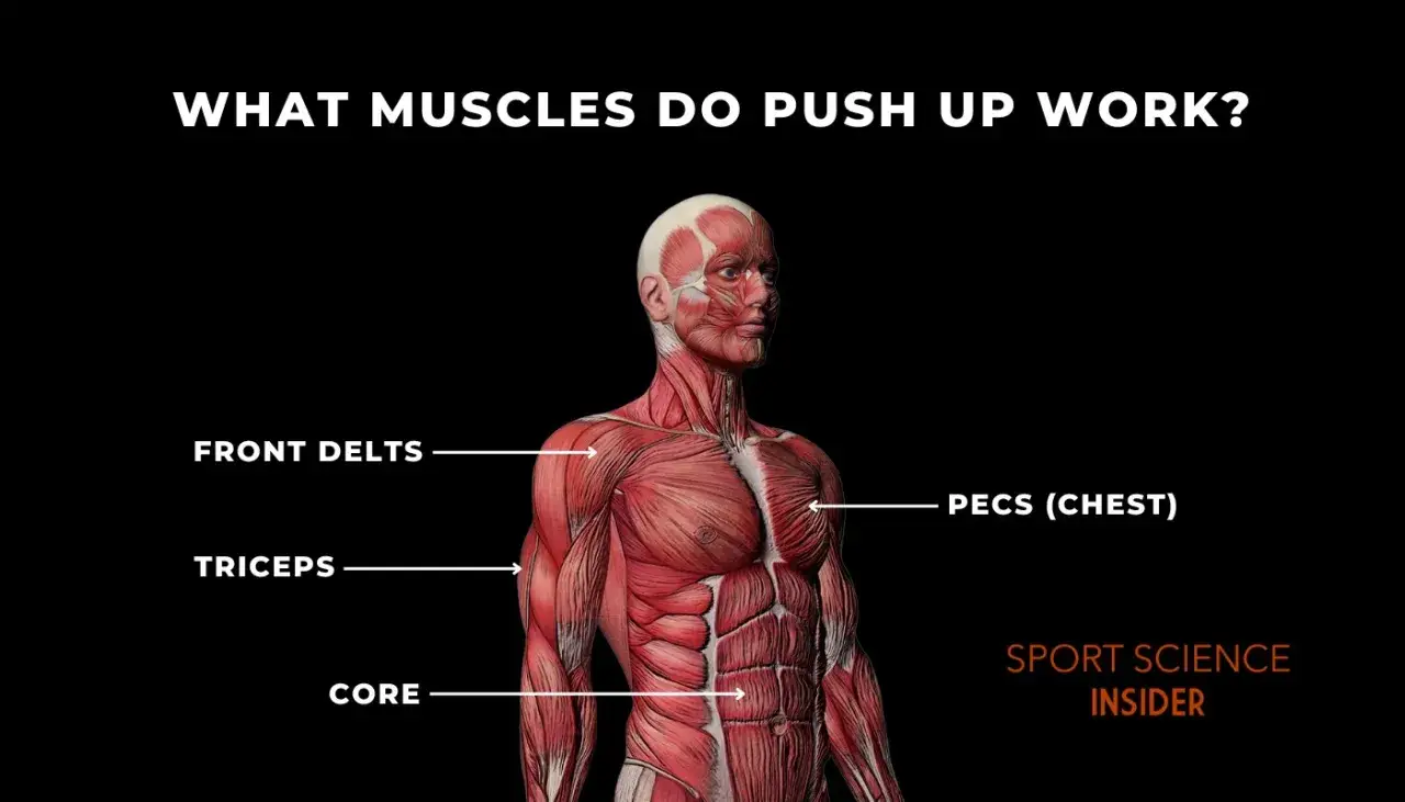 Anatomia pokazuje, jakie mięśnie pracują przy pompkach: klatka piersiowa (peksy), przednie aktony barków (delty), triceps i mięśnie core.