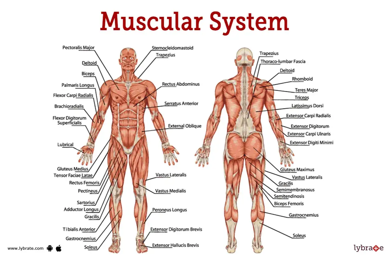 Anatomical diagrams showing the anterior and posterior views of the human muscular system, with labels identifying various mięśnie człowieka.
